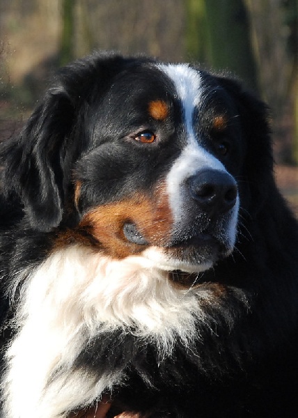 CH. Don diego du Haras de la Vergne